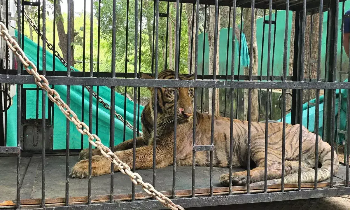 जंगल सफारी की घायल बाघिन