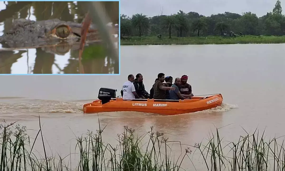 मगरमच्छ ने वन विभाग की टीम को 38 दिन तक छकाया मगरमच्छ ने वन विभाग की टीम को 38 दिन तक छकाया