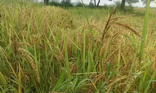 धान की फसल में बढ़ा बिमारियों का खतरा