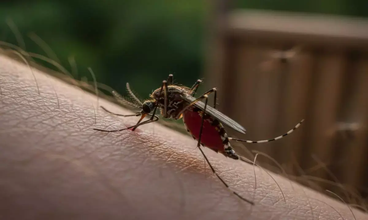 how to get rid of mosquitoes