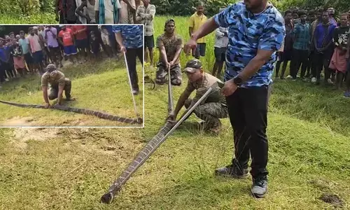 14 foot long king cobra Rescue operation in Mayurbhanj