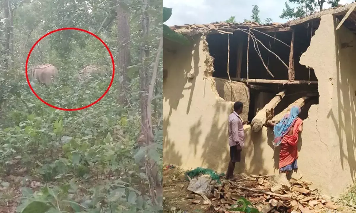 25 हाथियों के दल ने मचाया उत्पात