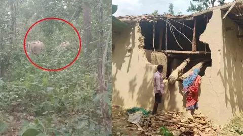 25 हाथियों के दल ने मचाया उत्पात 25 हाथियों के दल ने मचाया उत्पात