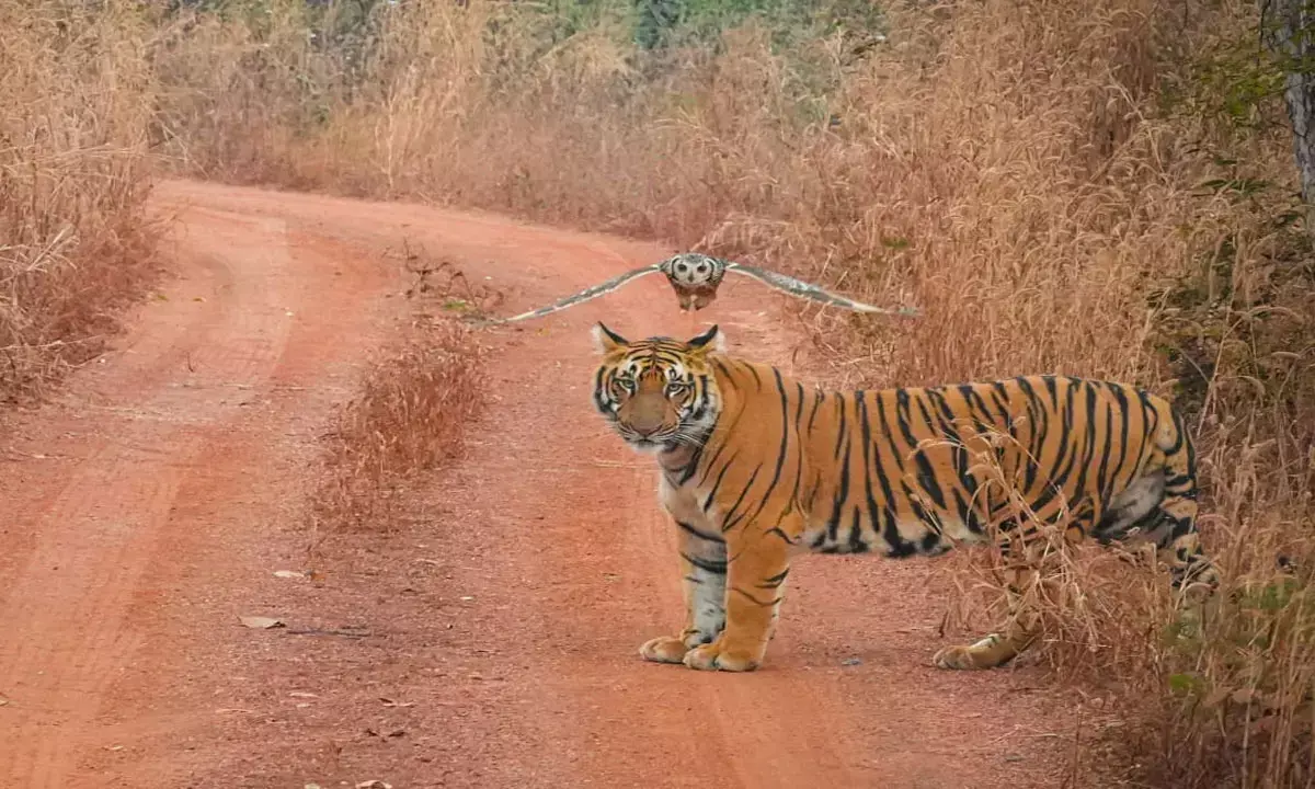 वाइल्डलाइफ फोटोग्राफी प्रतियोगिता में विवाद