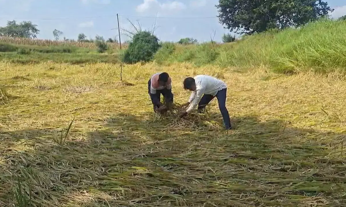 ओलावृष्टि और आंधी- तूफान से धान की फसल बर्बाद