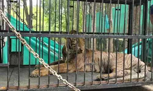 आठ साल की मादा बाघ को उपचार के लिए मंगलवार को ट्रेन से गुजरात ले जाया गया था