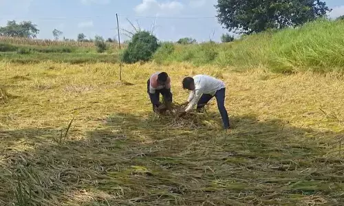 ओलावृष्टि और आंधी- तूफान से धान की फसल बर्बाद