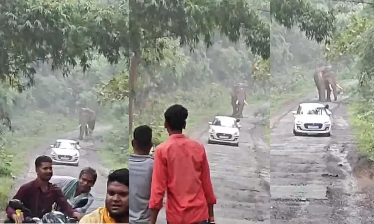 बारनवापारा में विचरण कर रहा हाथियों का दल, लोग जान जोखिम में डाल बना रहे वीडियो