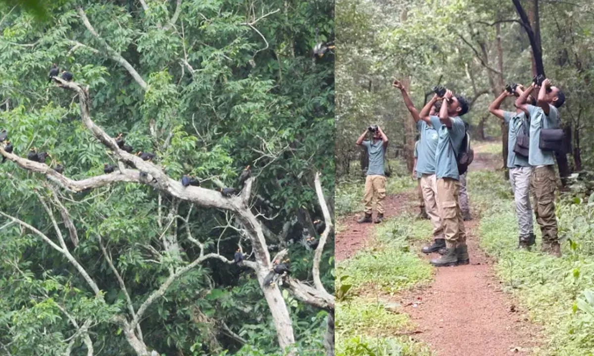 बस्तर में संरक्षण की पहल अब रंग लाने लगी, मैना मित्रों की पहल से बढ़ी संख्या