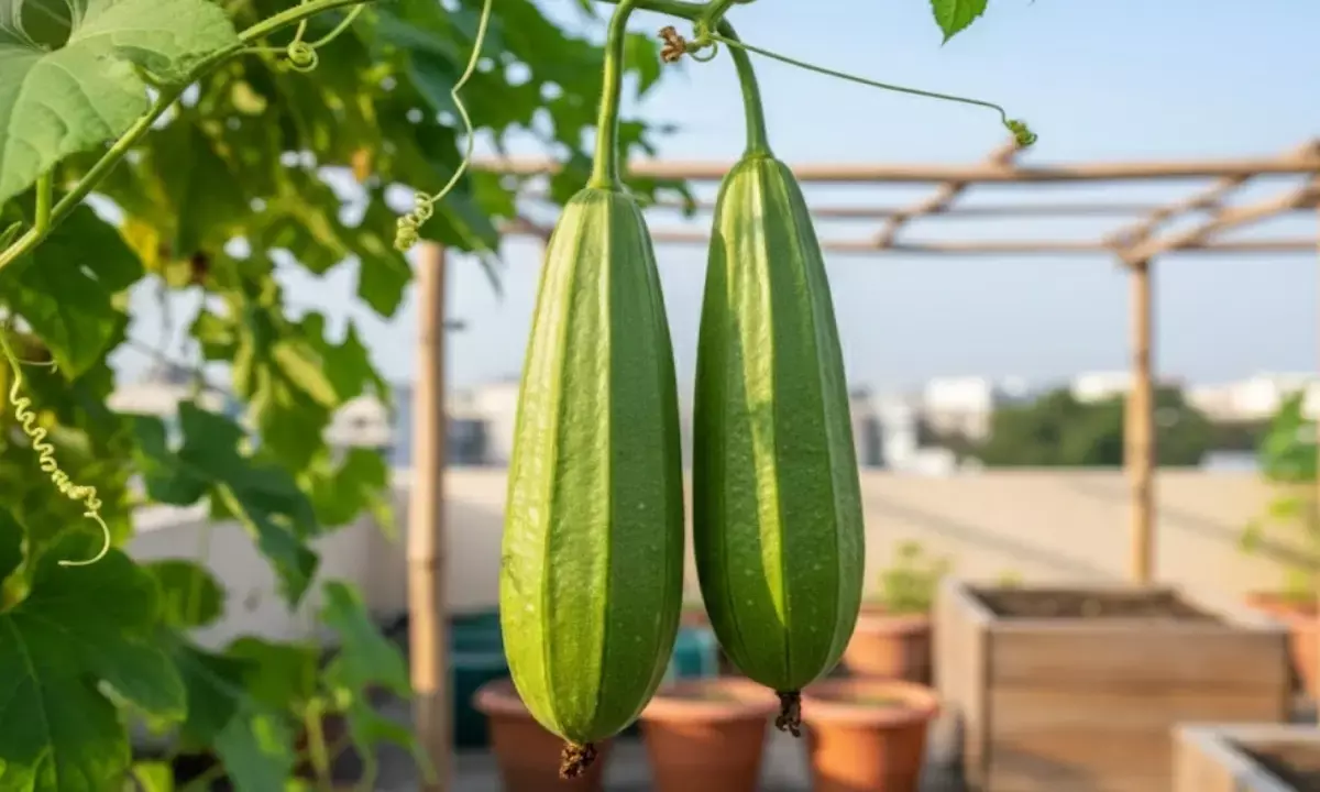 ridge gourd Plantation tips