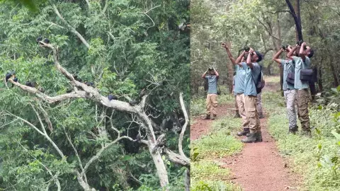 बस्तर में संरक्षण की पहल अब रंग लाने लगी, मैना मित्रों की पहल से बढ़ी संख्या