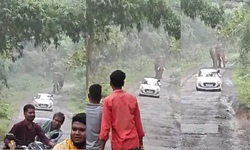 बारनवापारा में विचरण कर रहा हाथियों का दल, लोग जान जोखिम में डाल बना रहे वीडियो