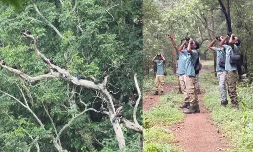 बस्तर में संरक्षण की पहल अब रंग लाने लगी, मैना मित्रों की पहल से बढ़ी संख्या