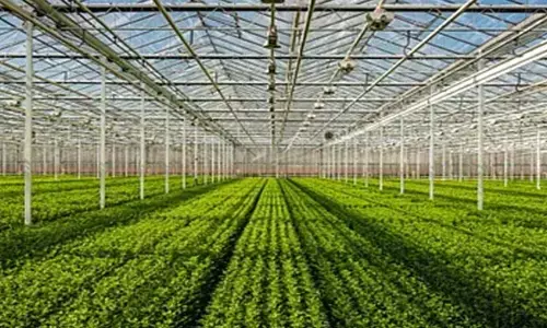 Horticulture Insurance Scheme