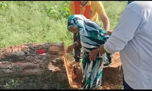 पीपल पेड़ के लिए छलके वृद्धा के आंसू : ग्रामीणों में भी आक्रोश, अब उसी जगह लगवाया दूसरा पौधा