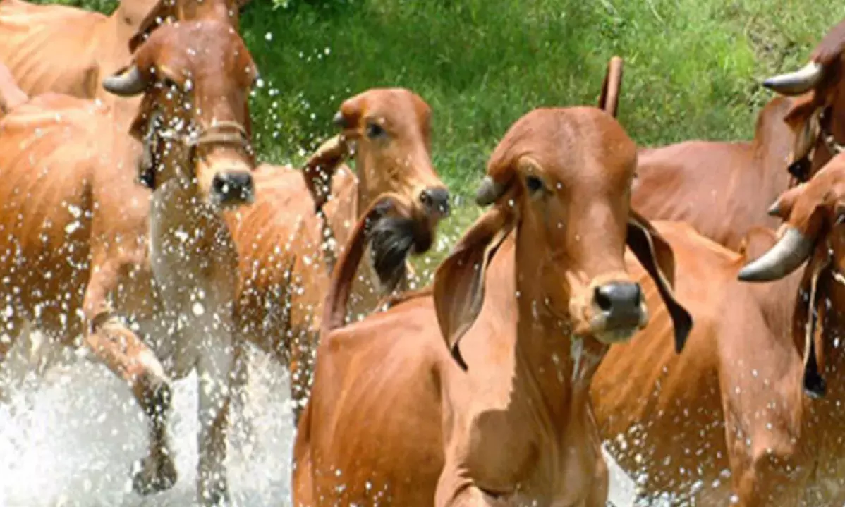 ग्रामीण अर्थव्यवस्था को नई उड़ान देने की तैयारी में योगी सरकार