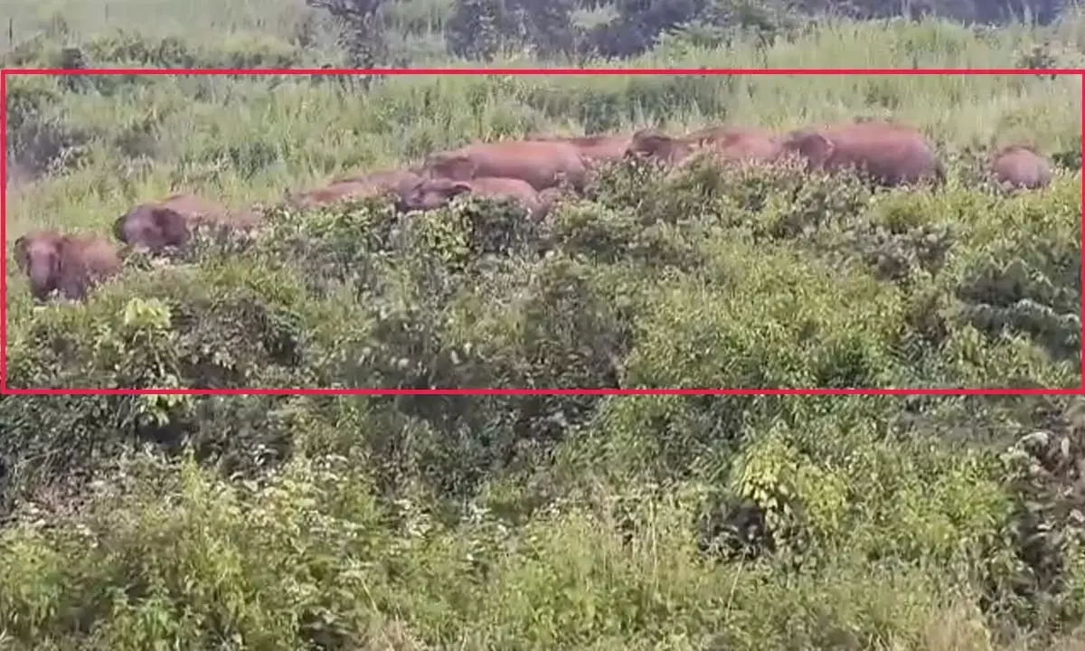 NH-43 पर डटा हाथियों का बड़ा दल, युवक को कुचलकर मार डाला