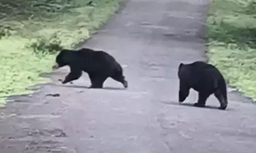 अचानकमार अभयारण्य के पास सड़क पर खेलते दिखे, देखिए VIDEO अचानकमार अभयारण्य के पास सड़क पर खेलते दिखे, देखिए VIDEO