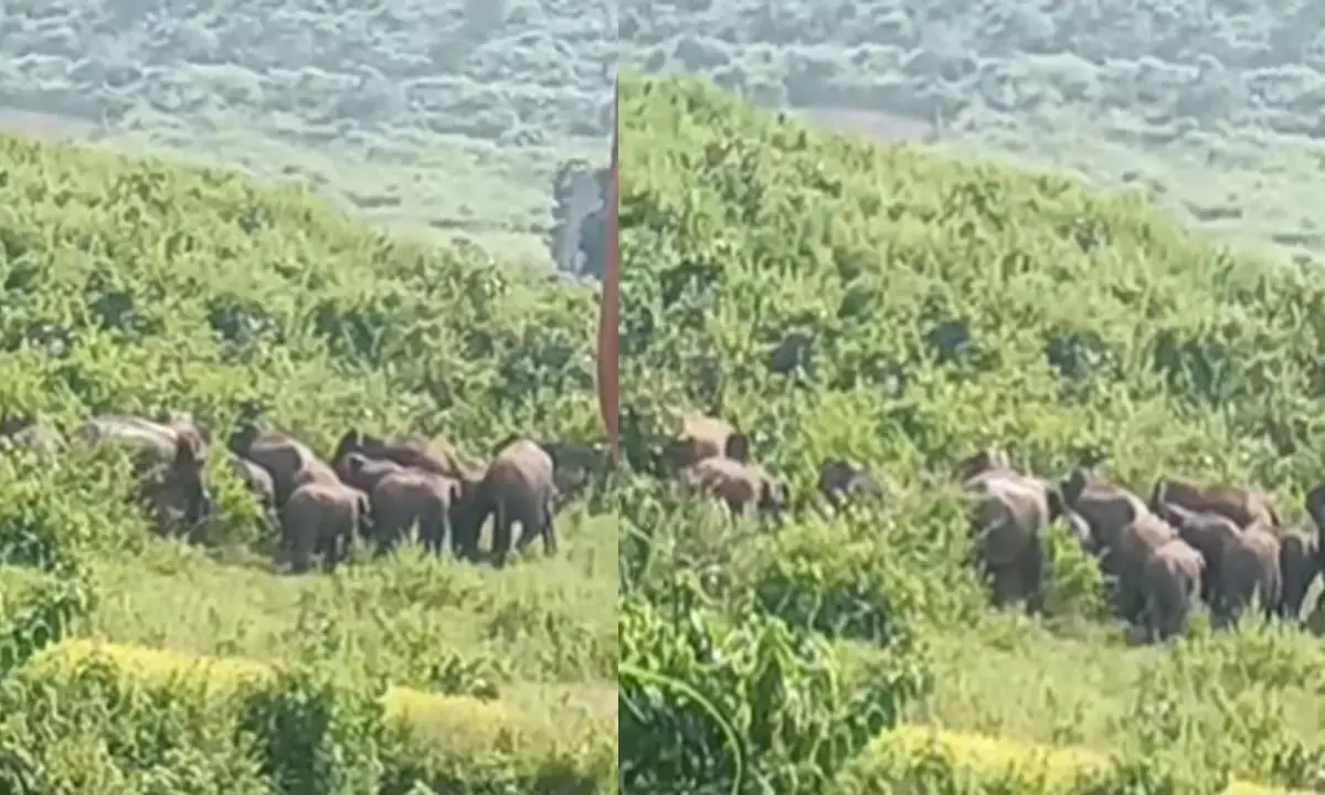 आमादरहा पहुंचा हाथियों का दल आमादरहा पहुंचा हाथियों का दल