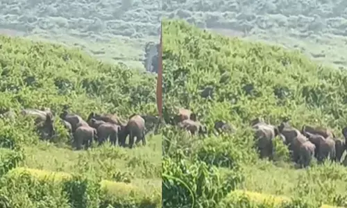 आमादरहा पहुंचा हाथियों का दल