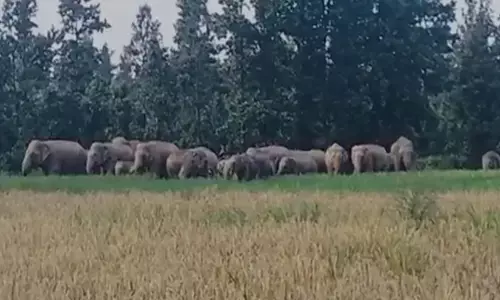 एक युवक को कुचलकर मार डाला, ग्रामीणों में भय का माहौल