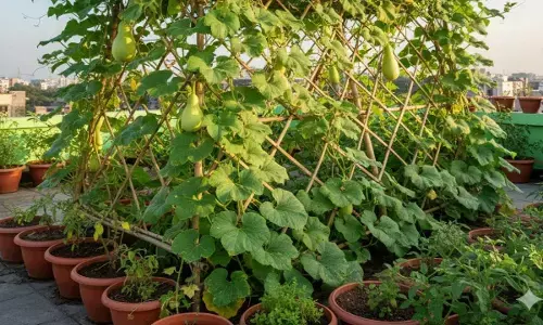 Lauki bottle gourd plantation tips in hindi
