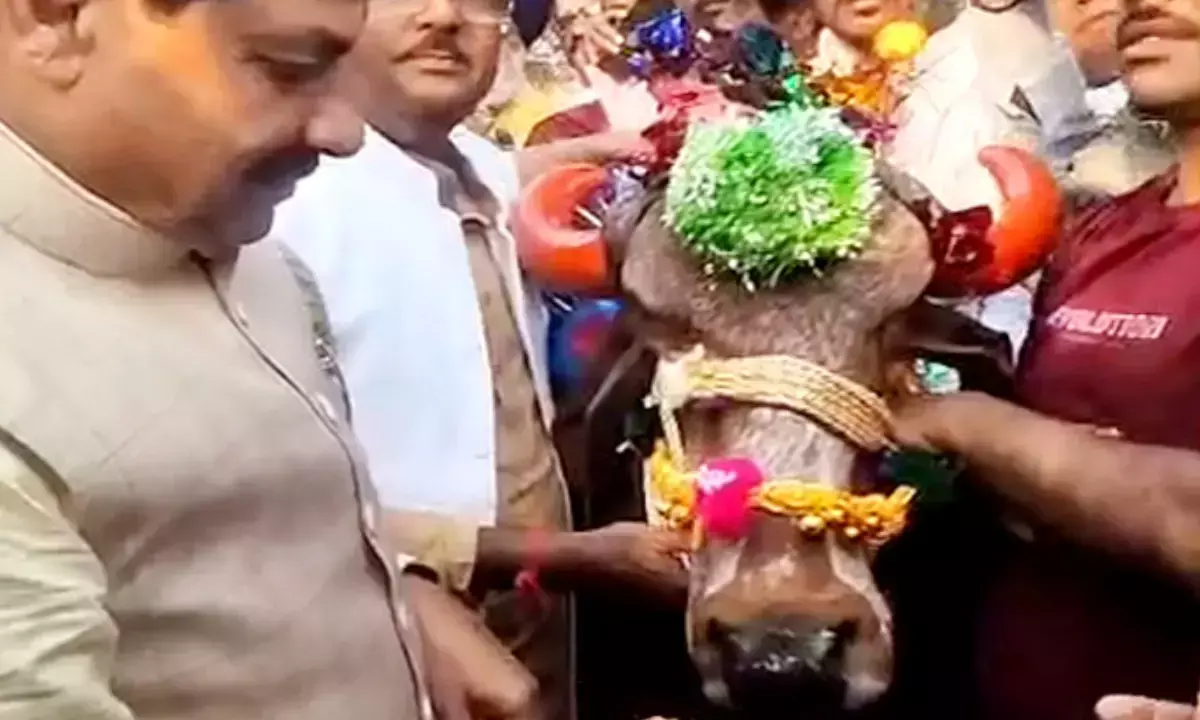 तिलकेश्वर भगवान का पूजा कर गायों को खिलाया चारा
