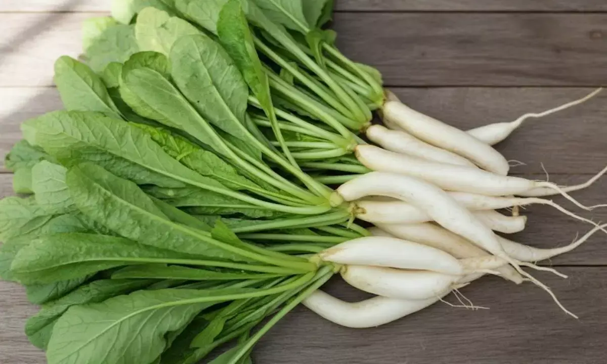 radish plantation at home