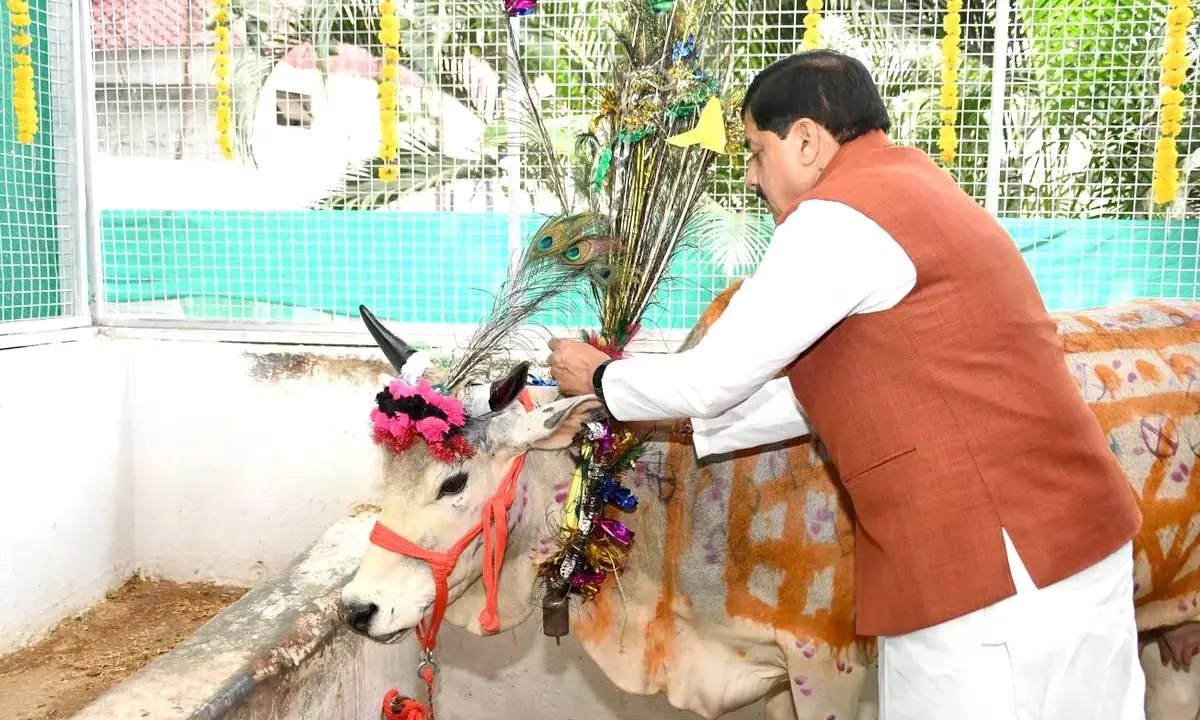 मुख्यमंत्री निवास में धूमधाम से हुई गोवर्धन पूजा, सीएम मोहन यादव ने गौशाला में बिताया खास समय