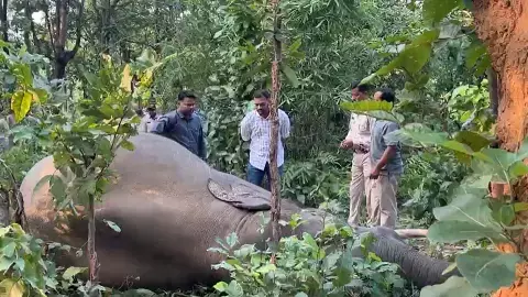 तमनार वन परिक्षेत्र में मौत से हड़कंप