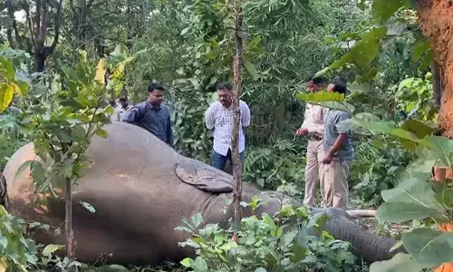 तमनार वन परिक्षेत्र में मौत से हड़कंप तमनार वन परिक्षेत्र में मौत से हड़कंप