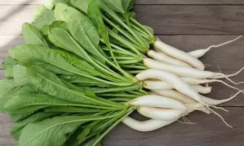 radish plantation at home