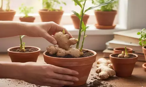 ginger plantation tips