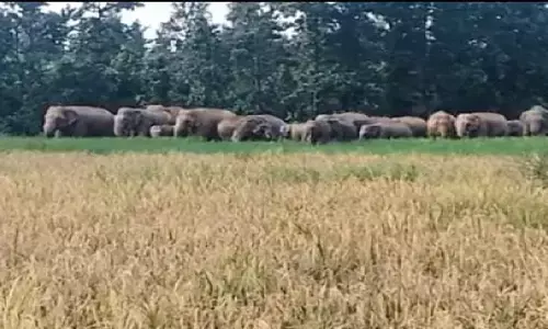 सीतापुर में हाथियों का आतंक : 17 सदस्यों के दल ने इलाके में जमाया डेरा, धान की फसल को पहुंचा रहे नुकसान