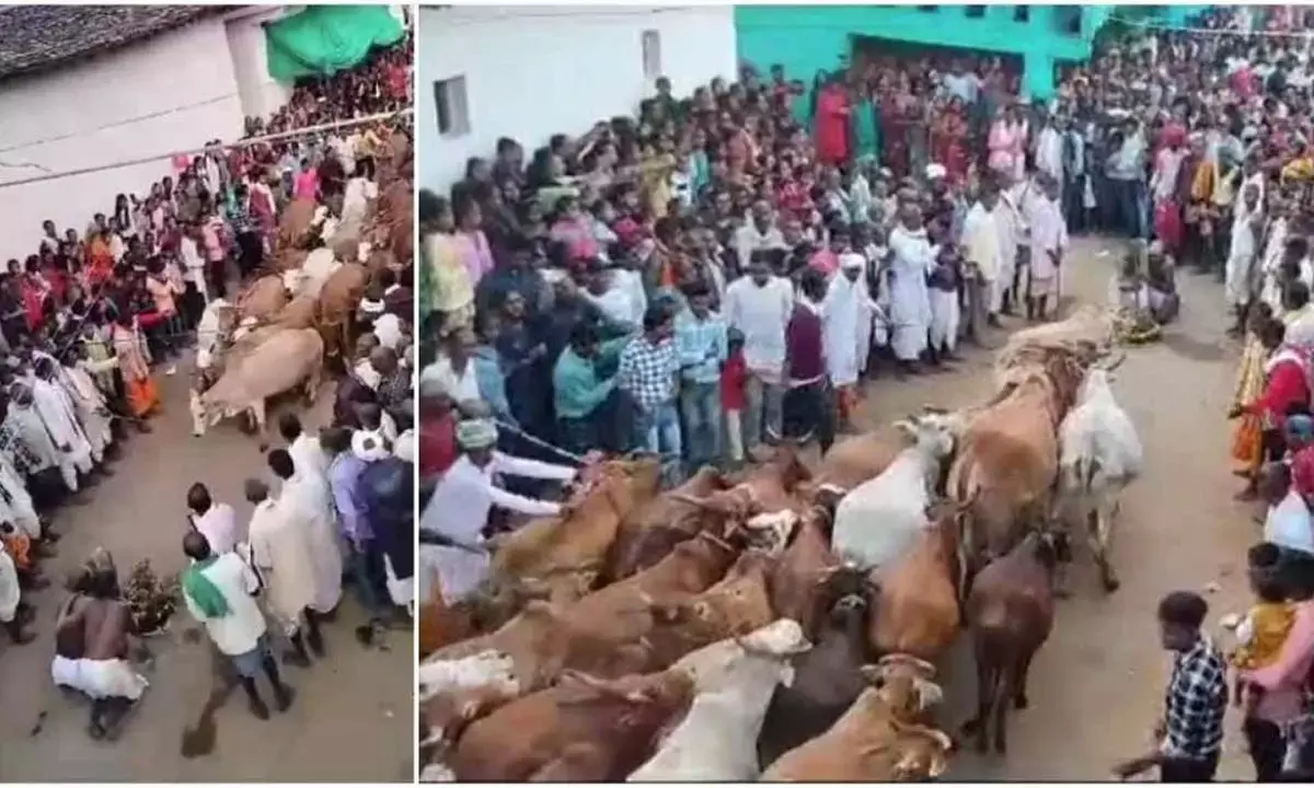 मैनपुर कला की अनूठी परंपरा : देव सवार सिरहा को सैकड़ों गौवंश ने रौंदा, शरीर में खरोंच तक नहीं आई