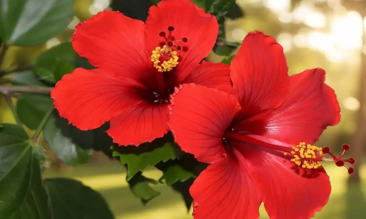 hibiscus plantation tips gudhal paudha hibiscus plantation tips gudhal paudha