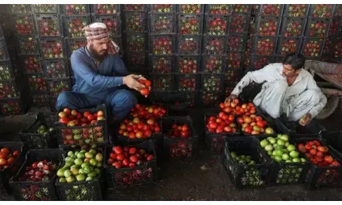 Tomato prices in pakistan soaring high
