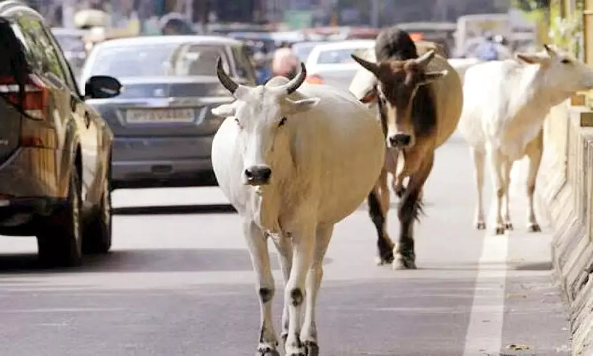 पशुओं को पकड़ने के लिए कलेक्टर ने बनाई निगरानी टीम