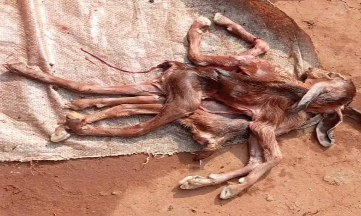 अनोखी बकरी का हुआ जन्म