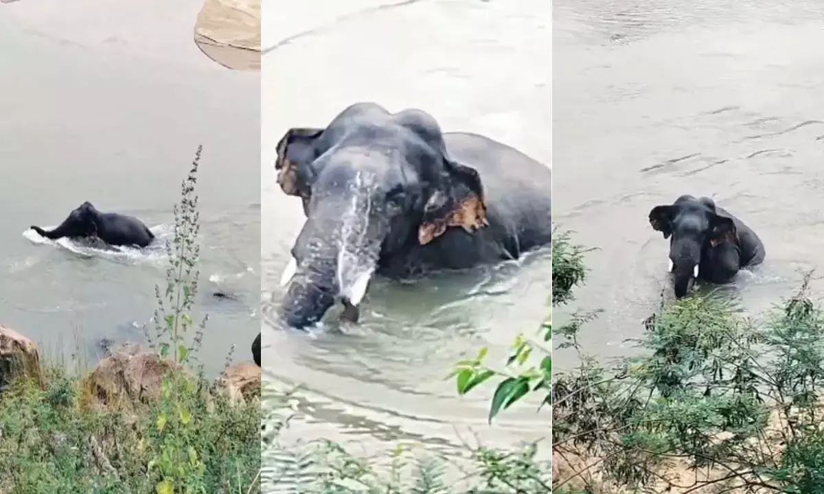 नदी के पानी में मस्ती करते हुए वायरल हुआ वीडियो