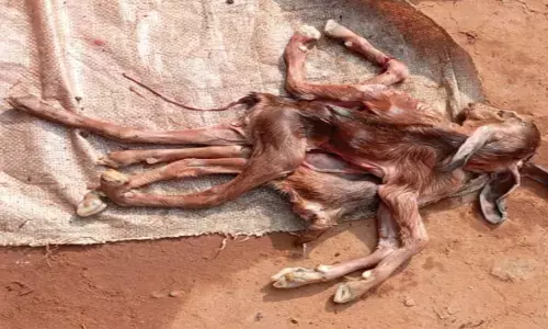 अनोखी बकरी का हुआ जन्म