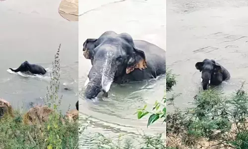 नदी के पानी में मस्ती करते हुए वायरल हुआ वीडियो