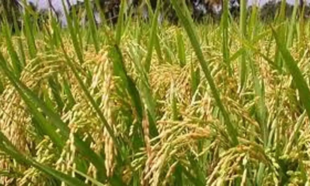 बारिश-बीमारी ने बढ़ाई धान की लागत : प्रति एकड़ कुल खर्च 35 हजार तक पहुंचा, फिर भी किसानों को होगा दोगुना लाभ