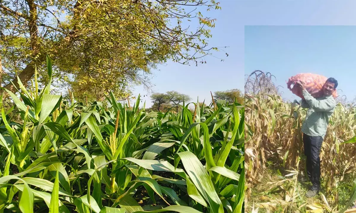 जल संकट से निपटने के लिए रबी फसलें बनेंगी किसनो की ताकत