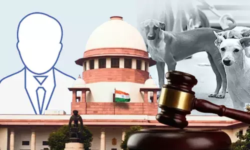 Supreme Court On Stray Dogs Issue