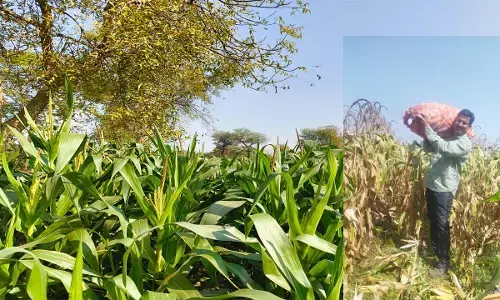 जल संकट से निपटने के लिए रबी फसलें बनेंगी किसनो की ताकत