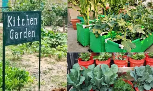 किचन गार्डन से सुधरेगी मिड डे मील की गुणवत्ता,62 हजार से अधिक स्कूलों में अभिनव बागवानी