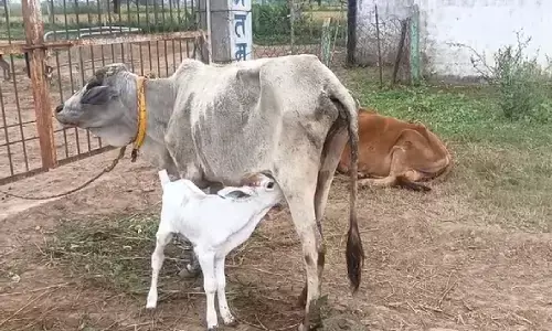 150 गायों की मौत की उड़ी खबर : दल-बल के साथ अमरा गांव पहुंचे कलेक्टर, मामला निकला फर्जी