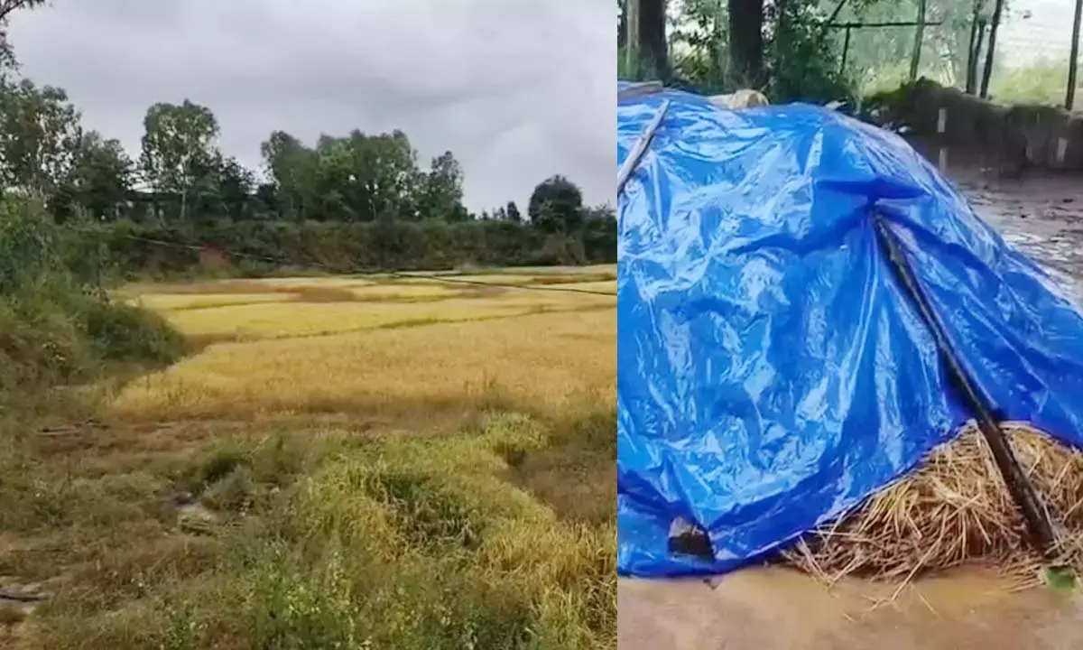 बेमौसम बारिश ने बढ़ाई किसानों की चिंता