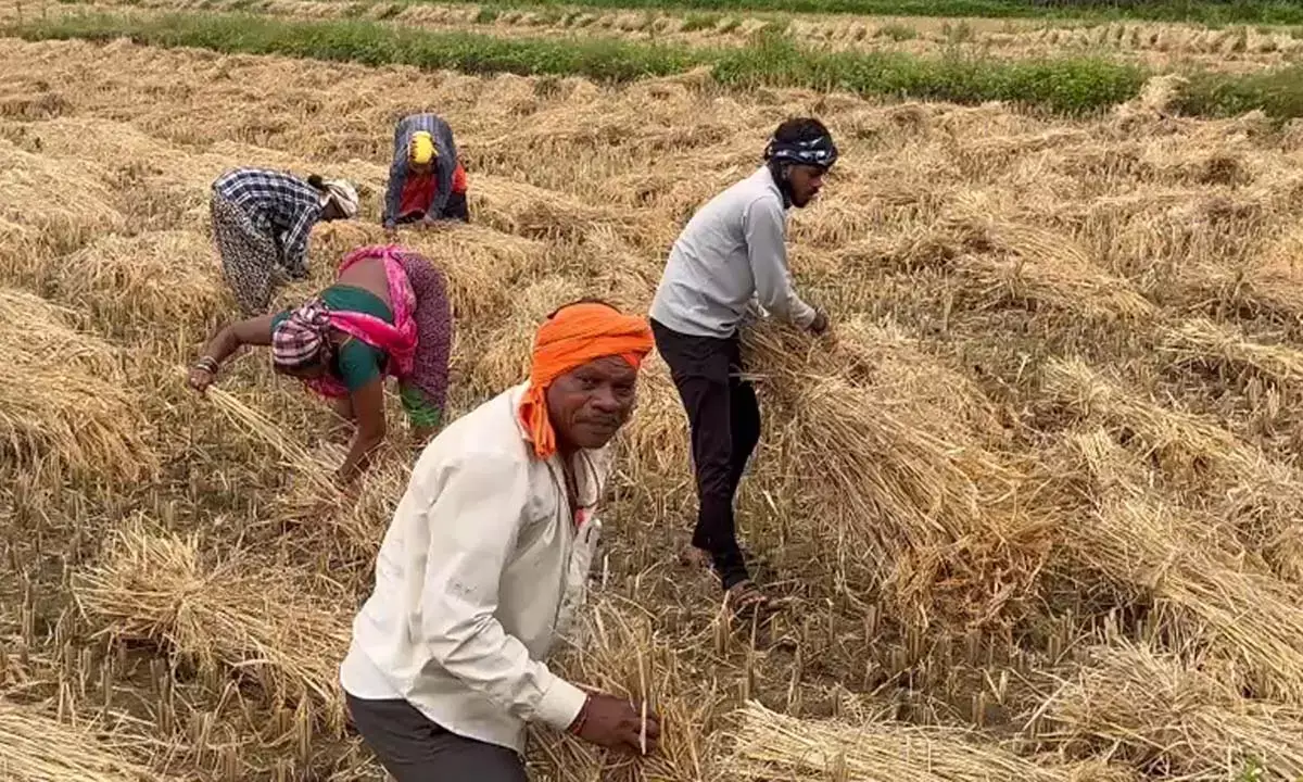 कटाई हो रही प्रभावित, किसानों की बढ़ी चिंता